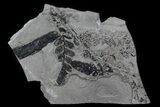 Pennsylvanian Fossil Plants (Neuropteris & Cordaites) - Kinney Quarry #80459-1